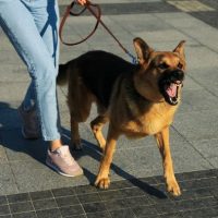 Aggressive Dog