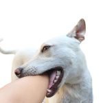 DogBiteArm