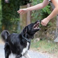 DogBiting
